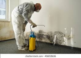 Best Mold Remediation for Rental Properties  in Black Diamond, FL